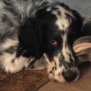 Meet your Posher, Robin